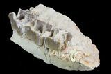Hyracodon (Running Rhino) Jaw Section - South Dakota #80146-1